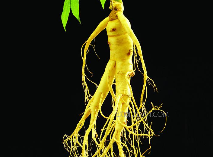 人参对身体有什么好处，吃多了有什么危害