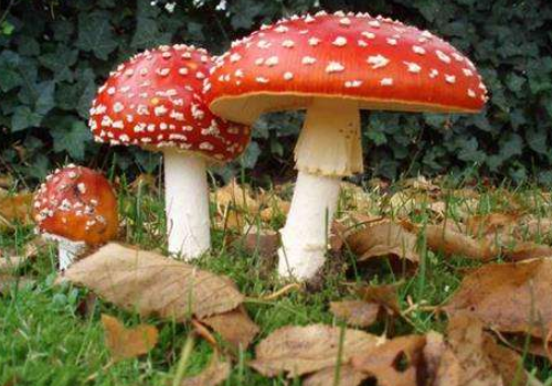 致幻蘑菇致幻会看见什么 国内怎么买到