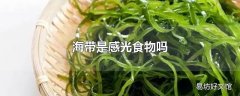 海带是感光食物吗