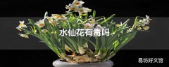 水仙花有毒吗