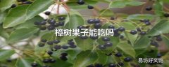 樟树果子能吃吗