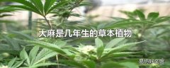 大麻是几年生的草本植物