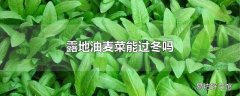 露地油麦菜能过冬吗