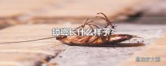 蟑螂长什么样子?