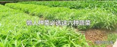 懒人种菜必选这六种蔬菜