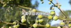 木姜子别名叫什么