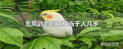 玄凤鹦鹉智商相当于人几岁