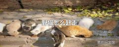 野猫怎么赶走