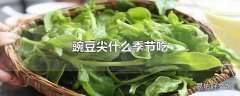 豌豆尖什么季节吃