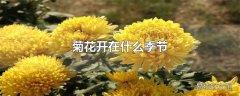 菊花开在什么季节