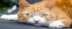 猫的血型