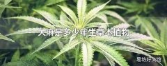 大麻是多少年生草本植物