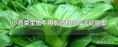 小青菜生虫不用农药有何方法能驱虫