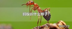 蚂蚁长什么样子?