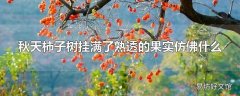 秋天柿子树挂满了熟透的果实仿佛什么