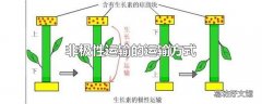 非极性运输的运输方式