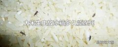 大米生虫放冰箱多久能冻死