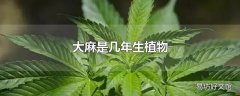 大麻是几年生植物