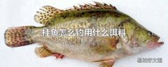 桂鱼怎么钓用什么饵料