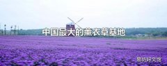 中国最大的薰衣草基地