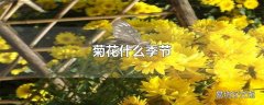 菊花什么季节