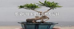 罗汉松放家里什么地方最好