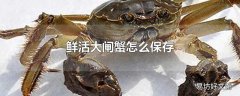 鲜活大闸蟹怎么保存