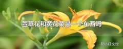 萱草花和黄花菜是一个东西吗