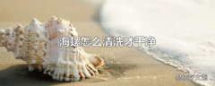 海螺怎么清洗才干净