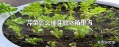 芹菜怎么催芽放冰箱里吗