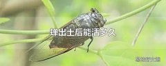 蝉出土后能活多久