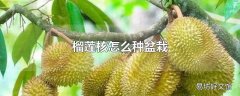 榴莲核怎么种盆栽