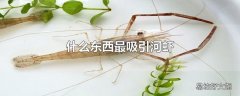 什么东西最吸引河虾