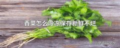 香菜怎么冷冻保存新鲜不烂