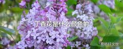 丁香花是什么颜色的