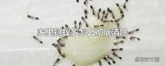 家里蚂蚁多怎么彻底清除