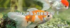 为什么新鱼入缸老鱼会死