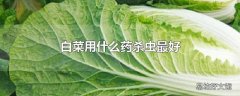 白菜用什么药杀虫最好