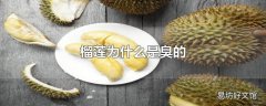 榴莲为什么是臭的