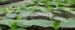 北方白露种什么菜