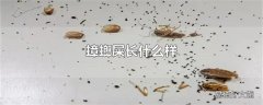 蟑螂屎长什么样