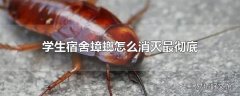 学生宿舍蟑螂怎么消灭最彻底