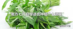 南方七八月份适合种植什么蔬菜