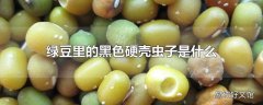 绿豆里的黑色硬壳虫子是什么