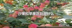 沙果和苹果区别是什么