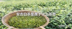 安吉白茶是属于什么茶类