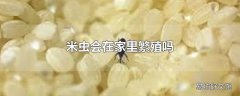 米虫会在家里繁殖吗