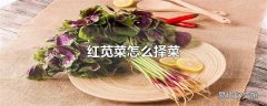 红苋菜怎么择菜