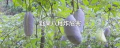 野果八月炸危害