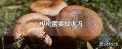 枞树菌要焯水吗